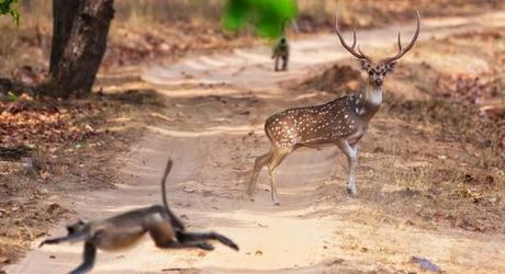 Chital or cheetal deer (Axis axis), also known as spotted deer or axis deer in the Bandhavgarh National Park in India. Bandhavgarh is located in Madhya Pradesh