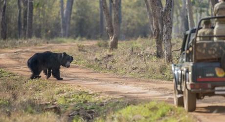 Sloth Bear