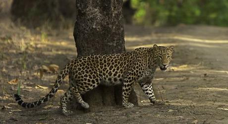 Indian Leopard in Kanha Tiger Reserve, Madhya Pradesh