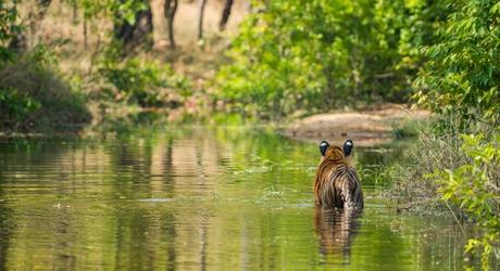 Rajbhera Male Cub at Bandhavgarh National Park