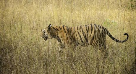 Enchanting Travels Tiger Safaris in India - Royal Bengal Tiger at Kanha Tiger Reserve