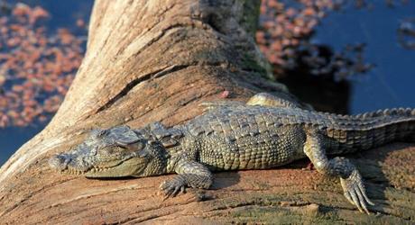 Baby Mugger Crocodile (Crocodylus Palustris, aka Mugger, March Crocodile, Snub Nosed Marsh Crocodile, Broad-snouted Crocodile, Indian Crocodile)