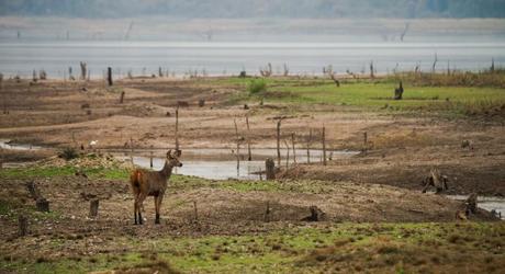 sambar deer at her habitat land of tadoba