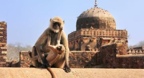 Gray langur (Semnopithecus dussumieri) with a baby sitting at Ranthambore Fort, Rajasthan