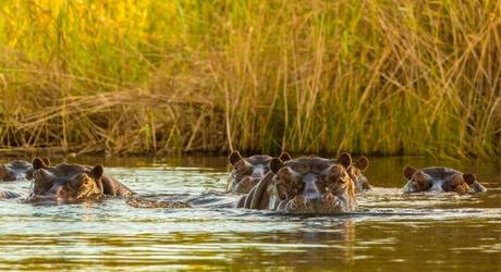 Hippopotami keeps cool in a river which is part of the Okavango Delta. shutterstock_157926710