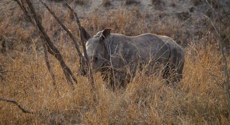 Enchanting Travels African safari parks to see - Rhino of Sabi Sands