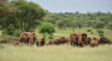 Herd of Elephants , Serengeti natural park, Tanzania