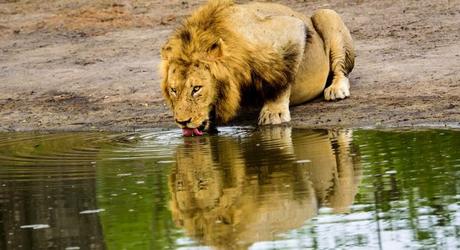 Enchanting Travels African safari parks to see - Reflection of a drinking male lion at a waterhole in Sabi Sands