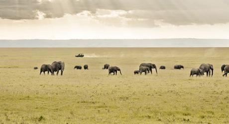 Enchanting Travels African safari parks to see - kenya-masai-mara-3