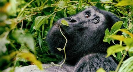 Ruanda Gorillas
