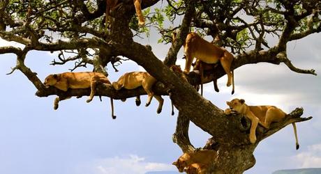Enchanting Travels African safari parks to see - Lion family Serengeti Tanzania
