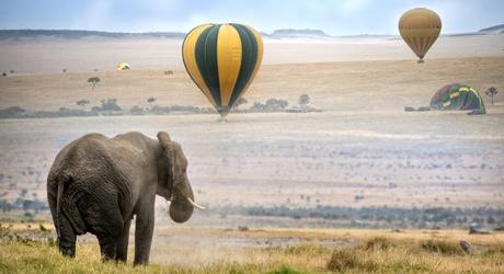 Enchanting Travels African elephant , foggy morning, hot air balloons landing on background, Masai Mara National Reserve