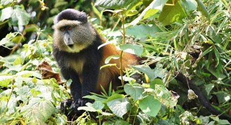 Enchanting Travels African safari parks to see - Golden Monkey, Volcanoes National Park