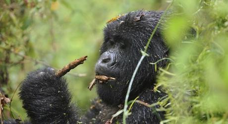 Enchanting Travels African safari parks to see - Mountain gorilla female