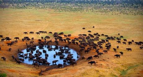Enchanting Travels African safari parks to see - Buffalo at the source