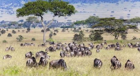 Enchanting Travels African safari parks to see - Wildebeest and Zebra herds during migration in Serengeti national park Tanzania Africa