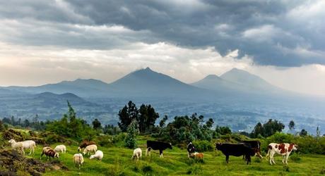 Enchanting Travels African safari parks to see - Herd of cows,Volcanoes National park, majestic landscape, mountains, dramatic clouds. Rwanda