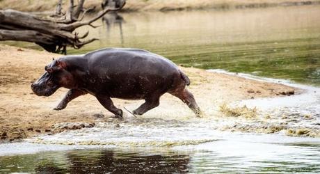 Enchanting Travels African safari parks to see - Hippo charging out of the waterhole