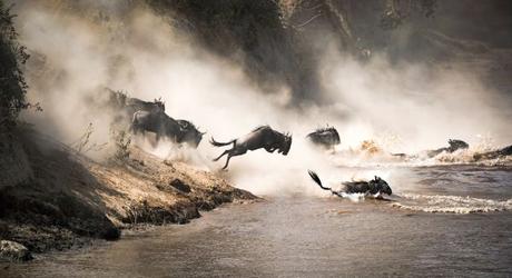 Enchanting Travels African safari parks to see - Wildebeest crossing the Mara River during the annual great migration