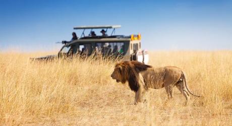Enchanting Travels African safari parks to see - Portrait of beautiful big lion at safari park