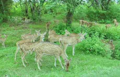 Popular National Parks of South India