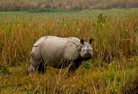 Popular National Parks of South India