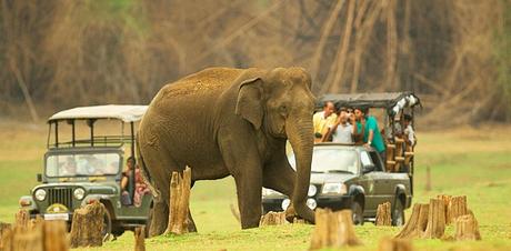 Popular National Parks of South India