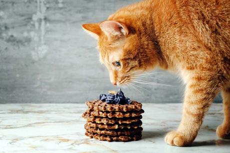 Is your cat meowing and yowling excessively? Know why!