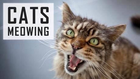 Is your cat meowing and yowling excessively? Know why!