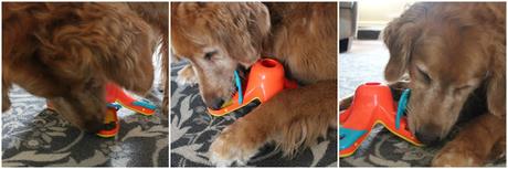 Rainy Day Activities for your Senior Dog