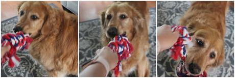 Rainy Day Activities for your Senior Dog