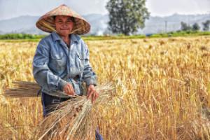 woman picking plant on field