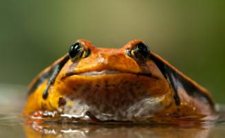 Yellow frog