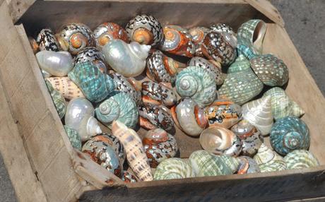 Shell Cases
