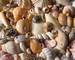 Shells