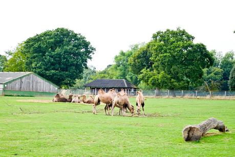A Roar-Some Day At ZSL Whipsnade Zoo