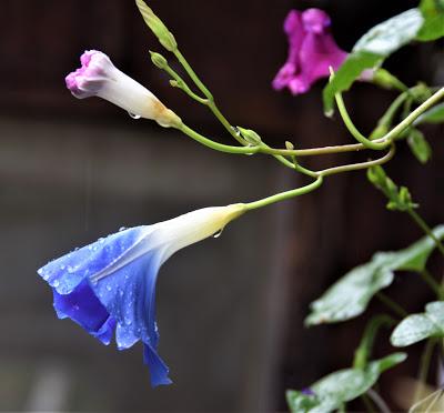 The Joy of a Gentle Rain. . .