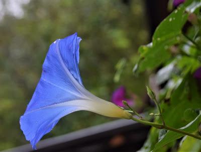 The Joy of a Gentle Rain. . .