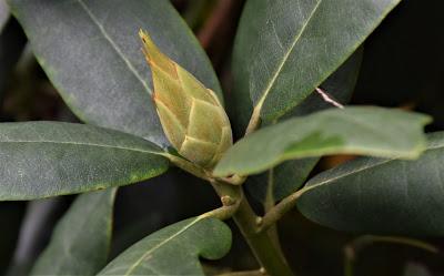 September Blooms (and One Bud)