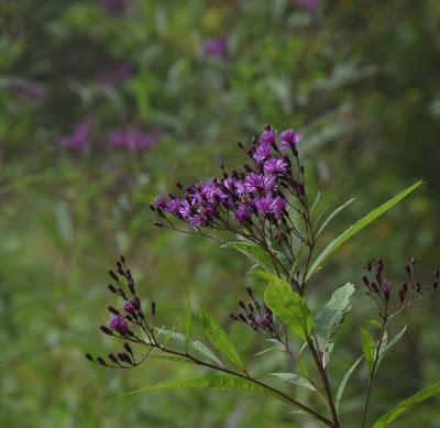 September Blooms (and One Bud)