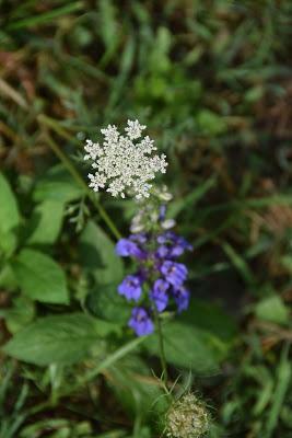 September Blooms (and One Bud)