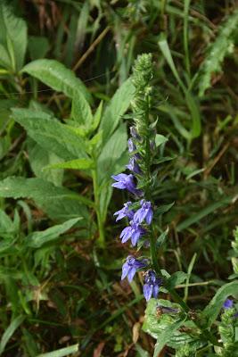 September Blooms (and One Bud)