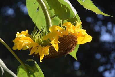 September Blooms (and One Bud)
