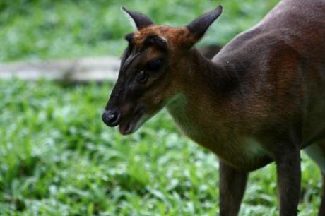 5 Animals Native to Singapore and Where You Can Find Them