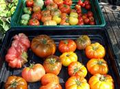 Line Cherry Tomatoes