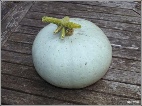 My first Crown Prince squash