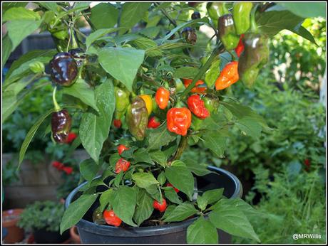 It's High Season for tomatoes and chillis