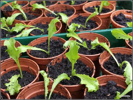 Pricking-out Endive seedlings