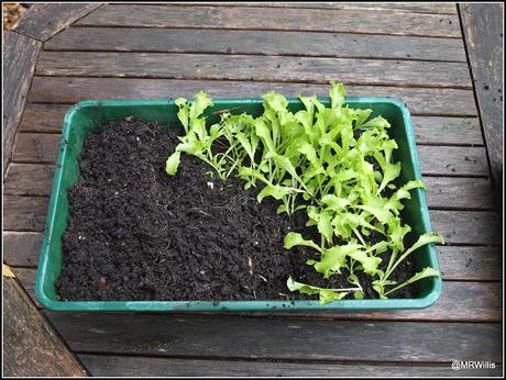 Pricking-out Endive seedlings