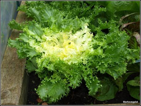 Pricking-out Endive seedlings